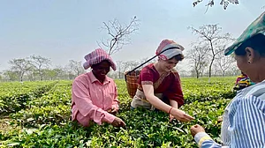 Future of tea and tea workers in poll-bound states is under a cloud