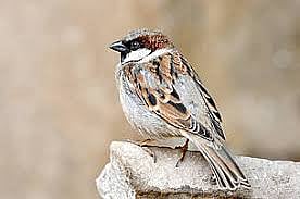 That joy of watching chirpy feathered friends...again!