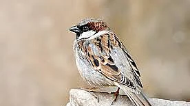 Even the house sparrow had become a rarity in cacophonous Delhi