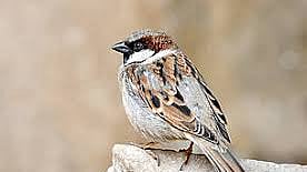 Even the house sparrow had become a rarity in cacophonous Delhi
