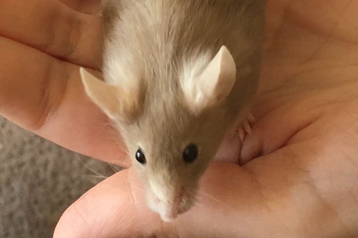  Scientists develop new method to grow mouse embryos outside uterus