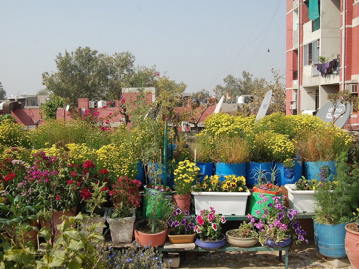 All about terrace gardening by an elderly plant lover in the city