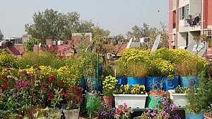 All about terrace gardening by an elderly plant lover in the city