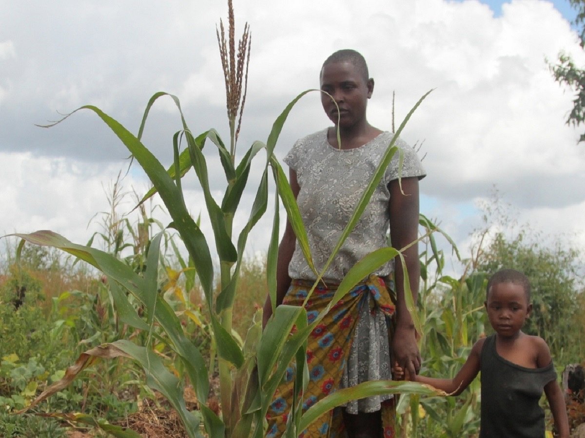 Ozone pollution harms maize crops: Study