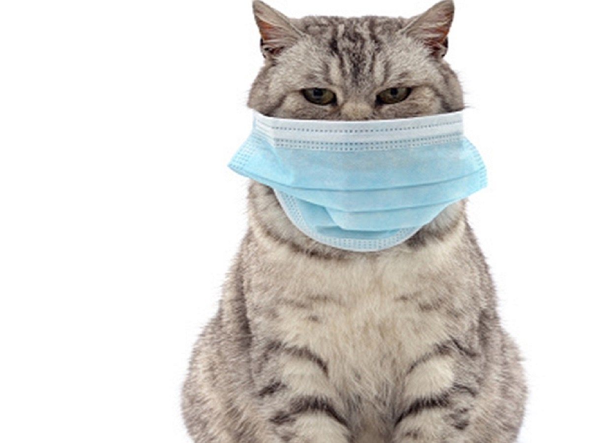 Human to cat transmission of COVID virus found in UK