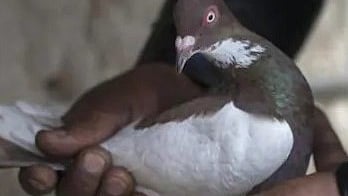 Border Security Force seeks FIR against ‘winged intruder’ for spying