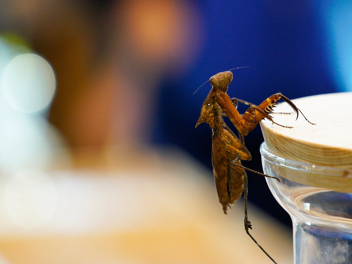New insect species from Kosovo named after coronavirus!
