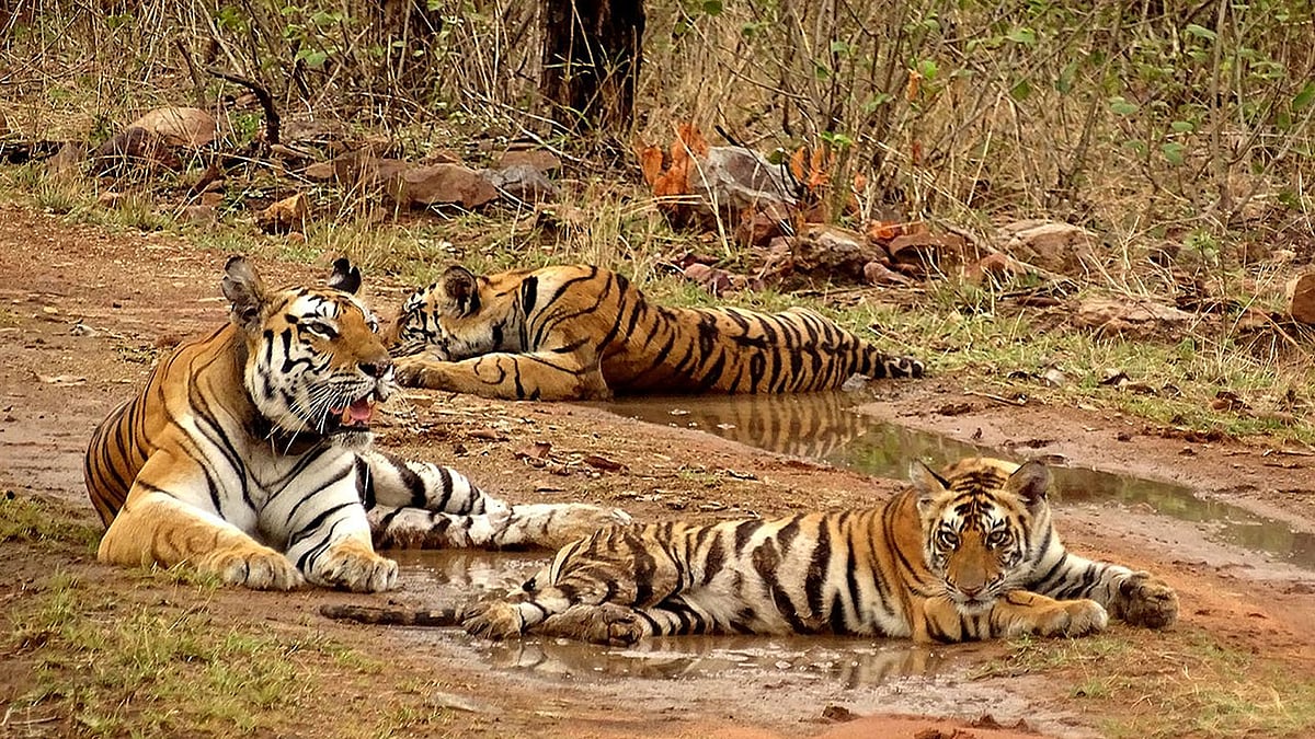 Panna Tiger reserve threatened by Ken-Betwa project