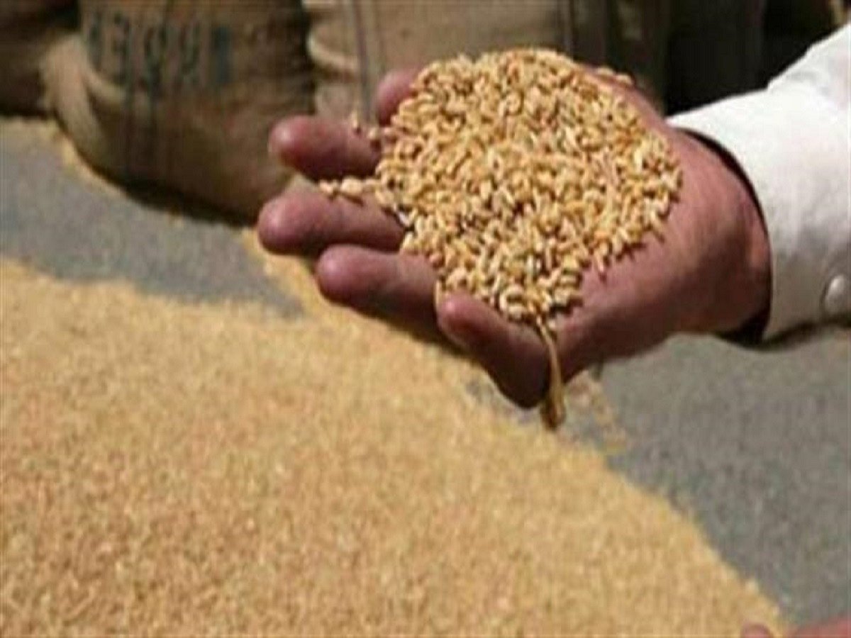 Farmers in Patiala get timely payment for their wheat; payment of Rs 284.74 Cr transferred to their accounts