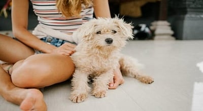 Pets eased children’s loneliness in lockdown: Study  