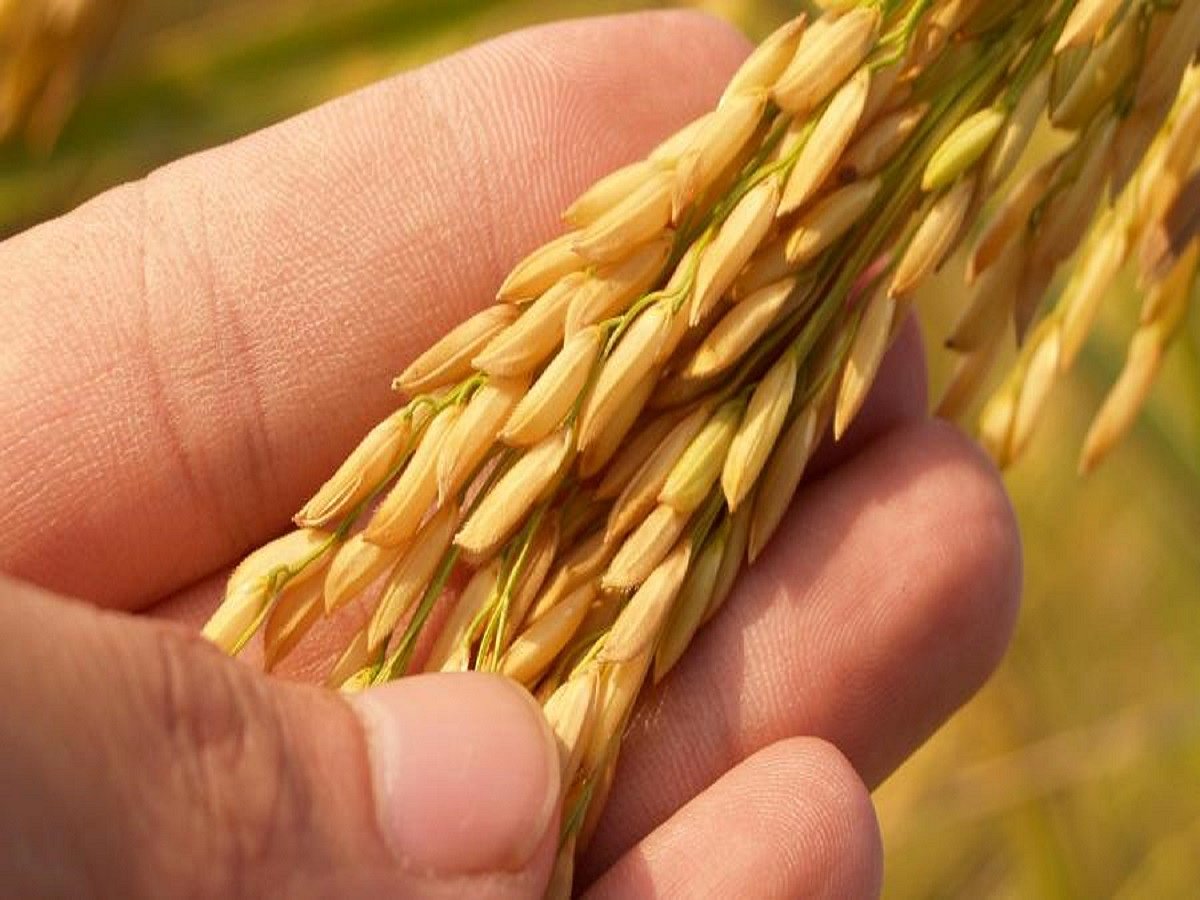 Punjab: With 88% of expected wheat procured in Ludhiana, district heads towards smooth end of Rabi season