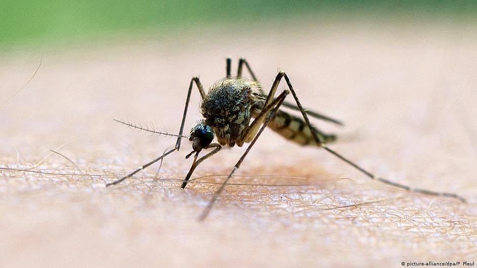 India recorded highest malaria cases, deaths in SE Asia Region in 2022: WHO