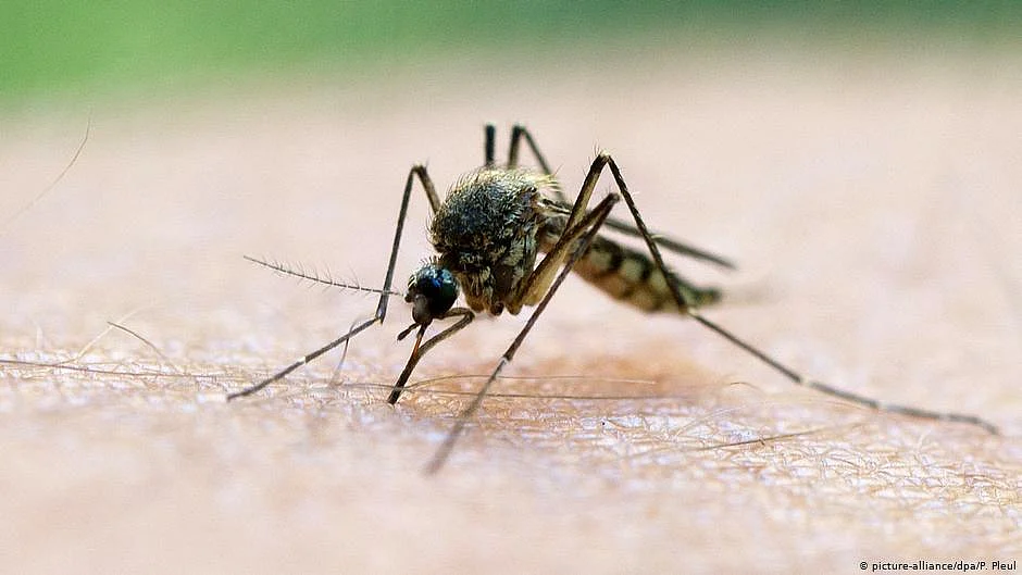 The report showed that in 2022, nine countries in the South-East Asia Region contributed to about 2% of the burden of malaria globally (5.2 million cases) (photo: DW)