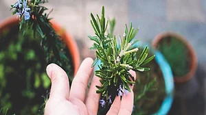 Terrace gardening for healthy living aiding immunity booster