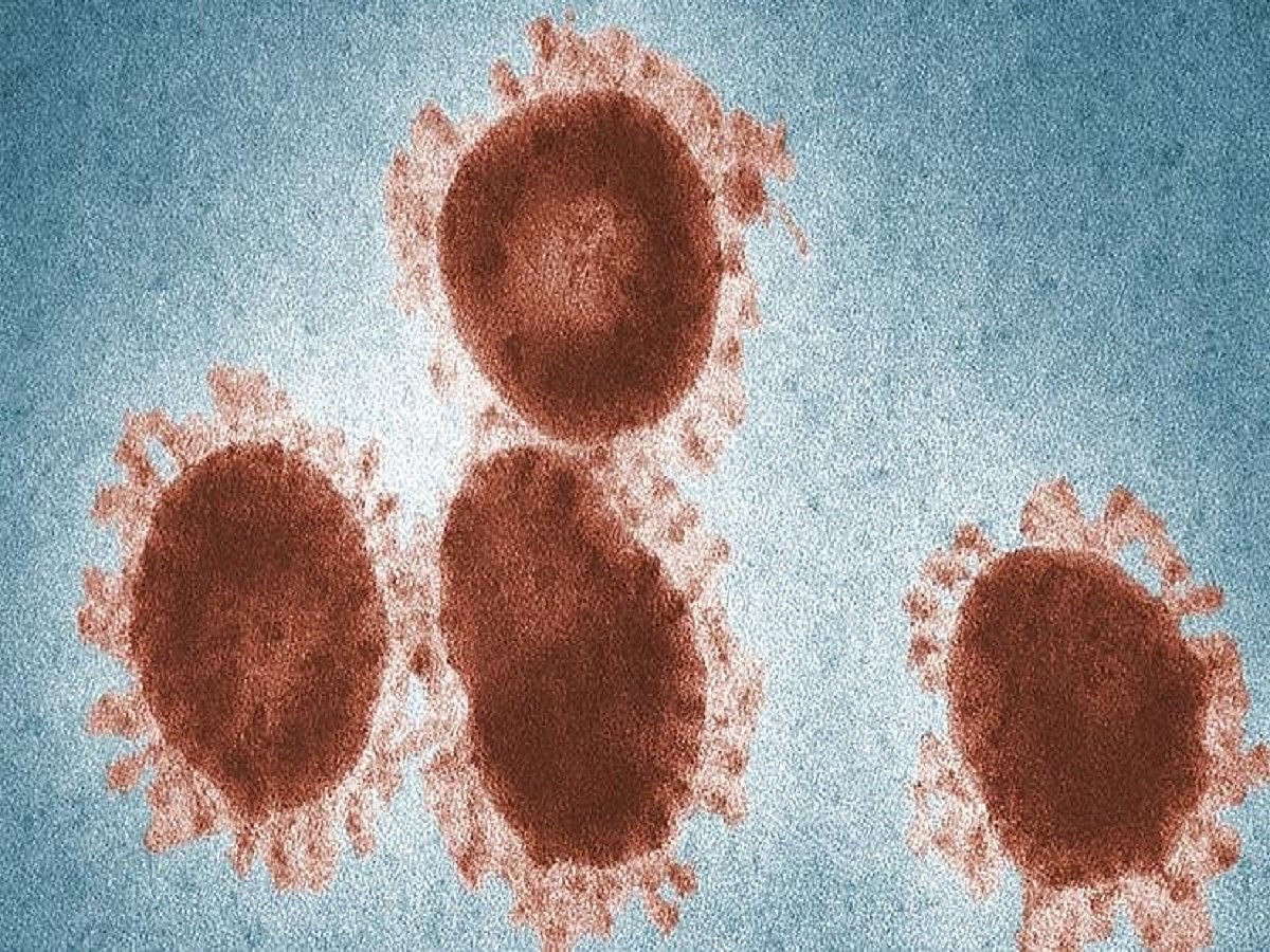 IIT Mandi reveals a key protein structure in COVID virus