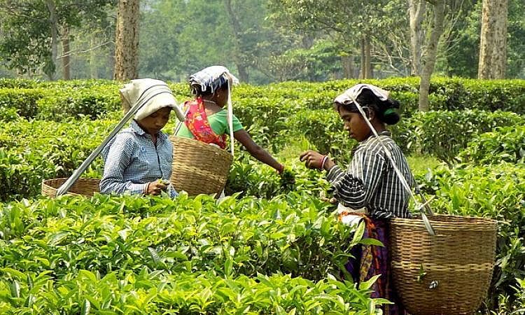 High in pesticides, many countries send back Indian tea