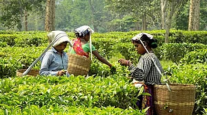 High in pesticides, many countries send back Indian tea
