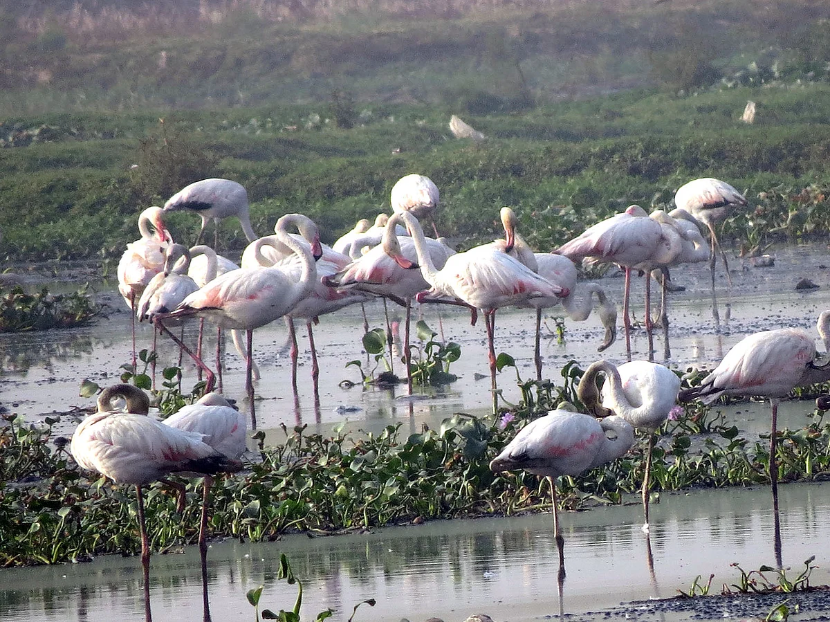 Birding: The Pink Ballerinas