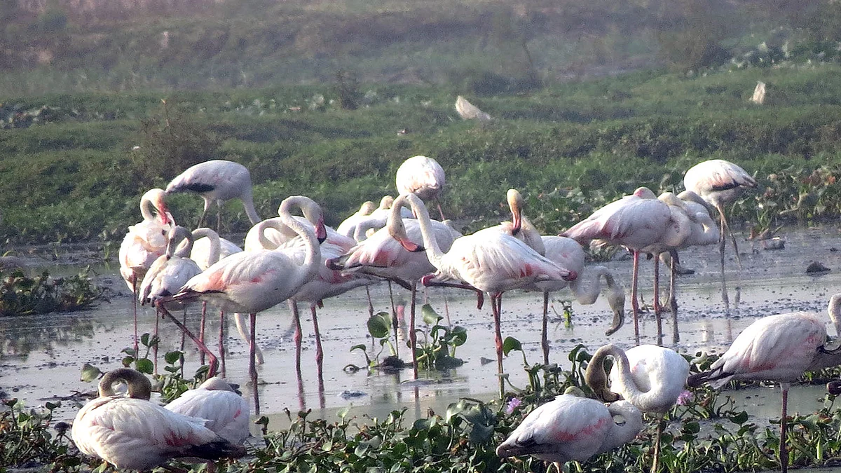 Birding: The Pink Ballerinas