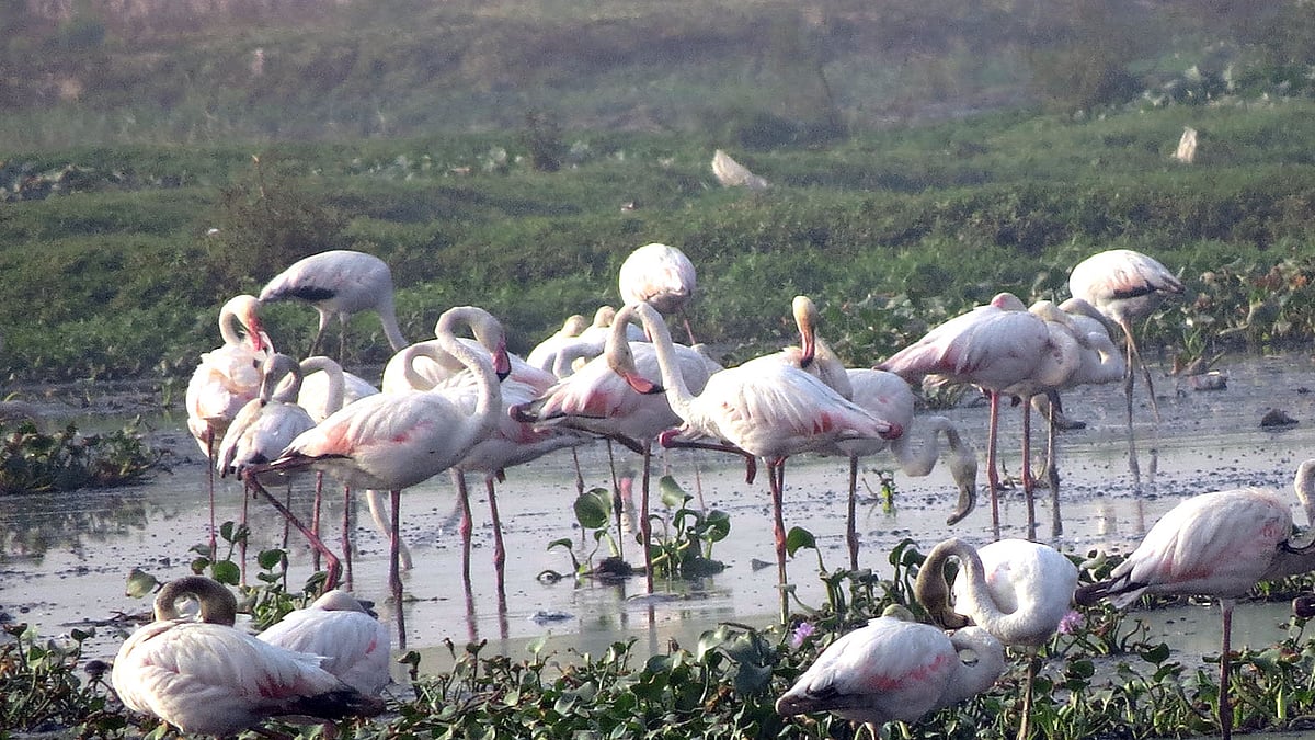 Birding: The Pink Ballerinas