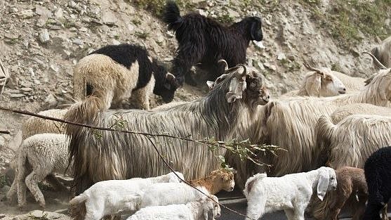 Modi govt’s short-sighted ban on cattle export has only ended up making Bangladesh, China more prosperous