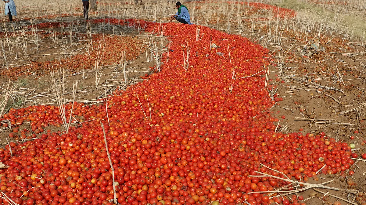 Tomatoes being wasted in the fields as they are being sold at Rs 2/Kg