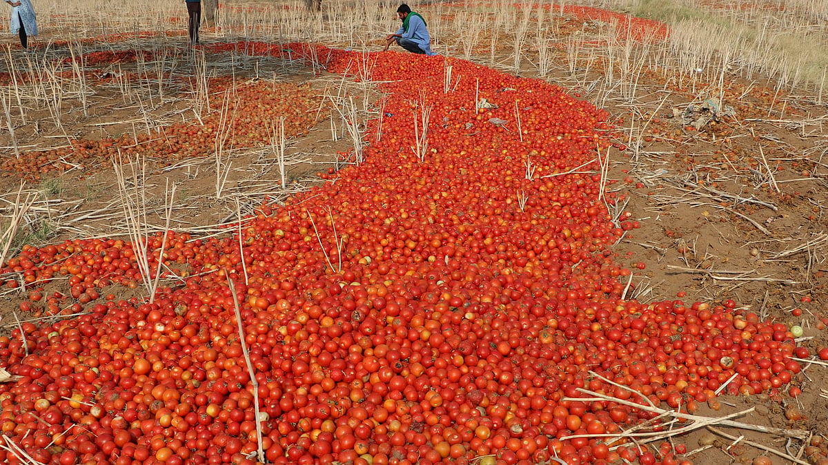 Tomatoes being wasted in the fields as they are being sold at Rs 2/Kg