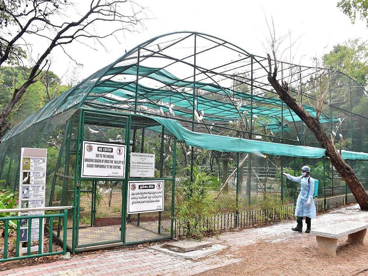 Now, COVID symptoms in eight lions at Hyderabad zoo; samples examined by CCMB