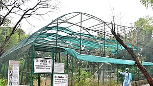 Now, COVID symptoms in eight lions at Hyderabad zoo; samples examined by CCMB