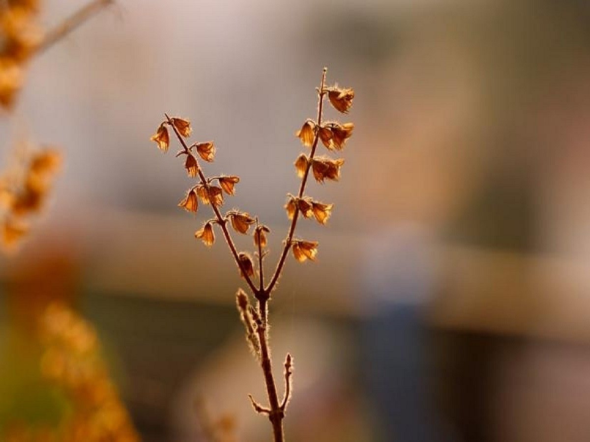 Combating stress and anxiety with natural herbs