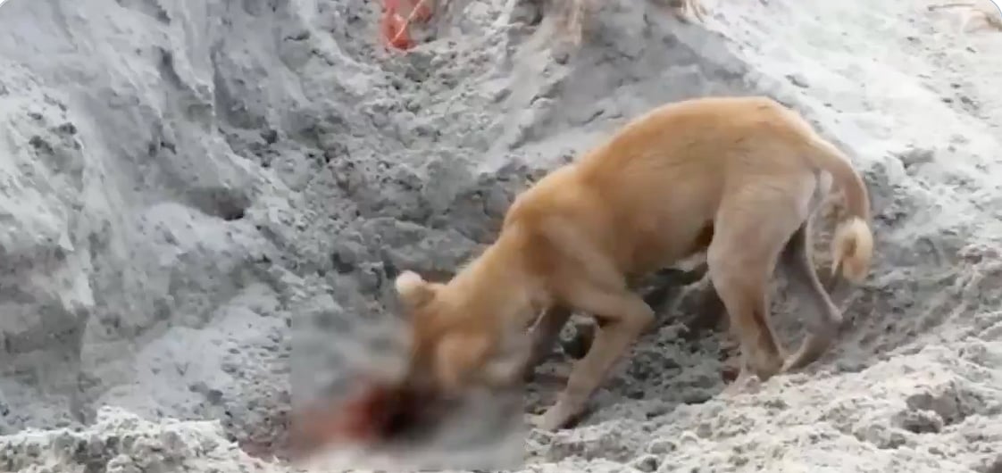 WATCH: Dreadful and disturbing sight of dogs digging riverbed graves to devour bodies in Prayagraj