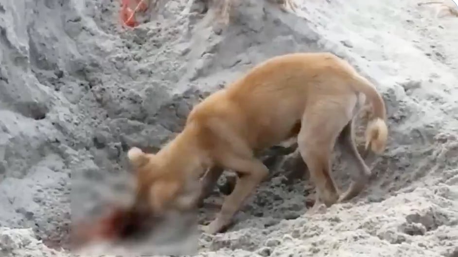 WATCH: Dreadful and disturbing sight of dogs digging riverbed graves to devour bodies in Prayagraj
