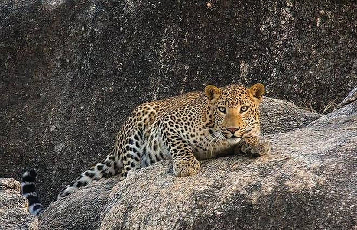 Bonds of the big cats of Bera