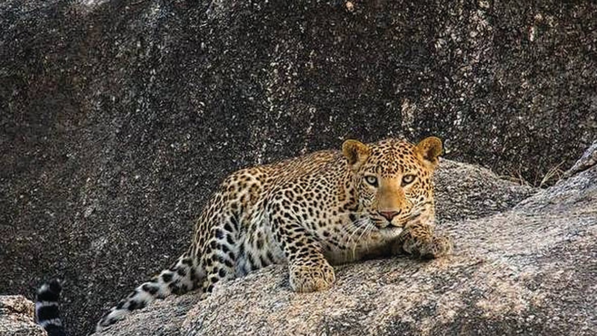 Bonds of the big cats of Bera