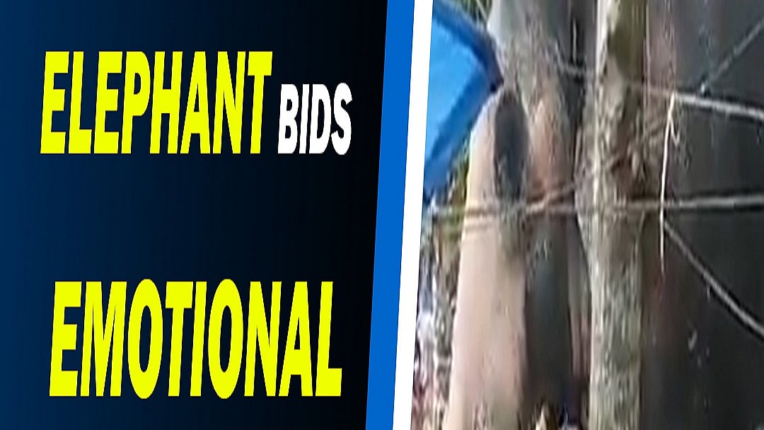Loyal elephant bids emotional farewell to his mahout who died of Cancer