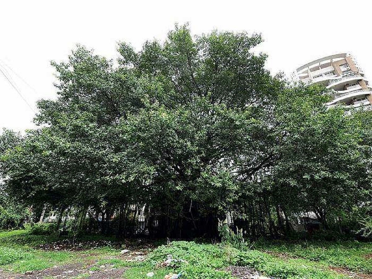 Maharashtra to give 50-year-old urban trees 'heritage' tag