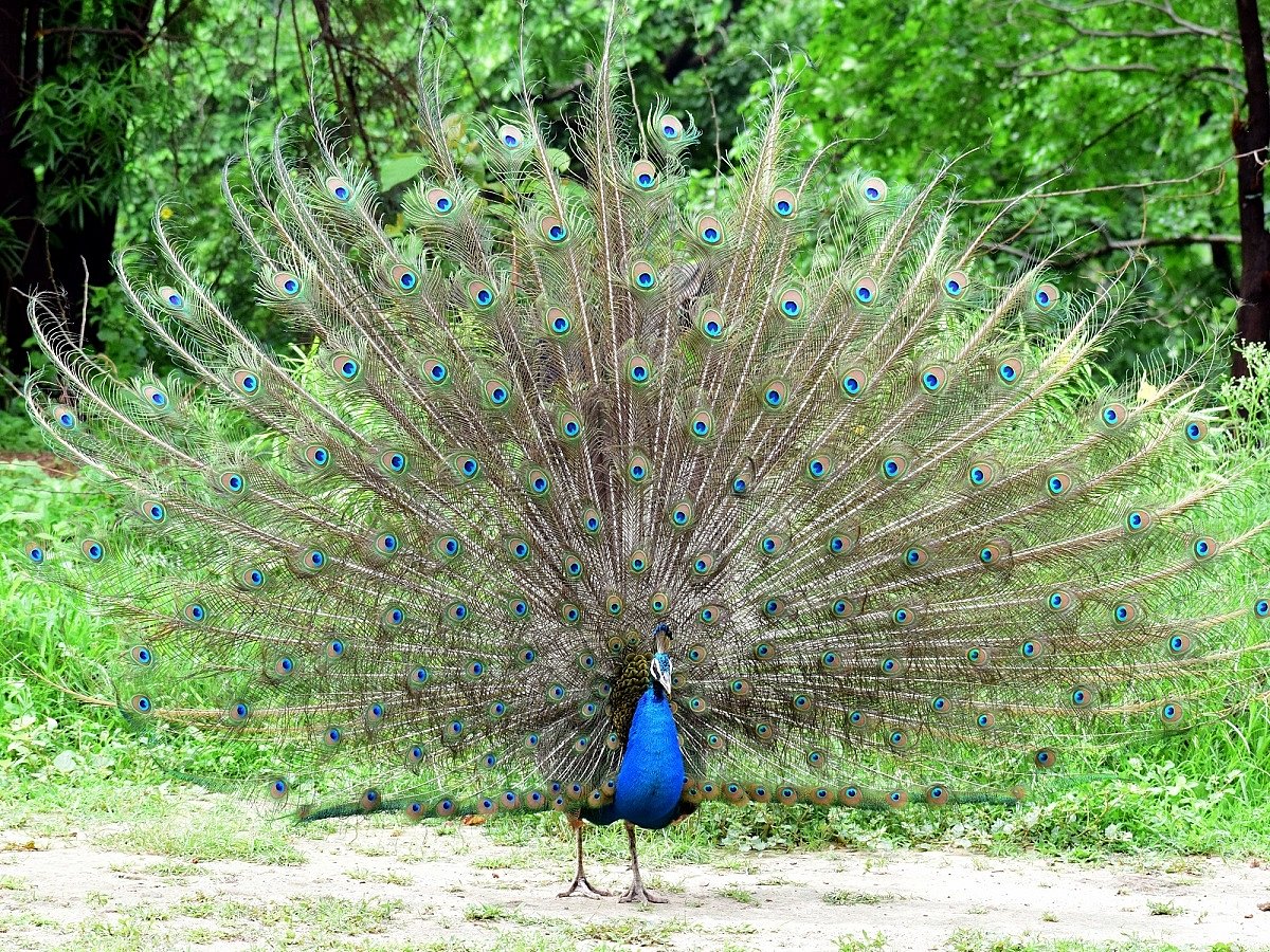 3 peacocks found dead in UP district