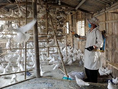Now China reports human infection of H10N3 avian influenza