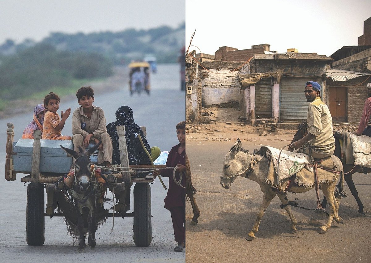 Mystery of the declining donkeys in India as their number goes up in Pakistan