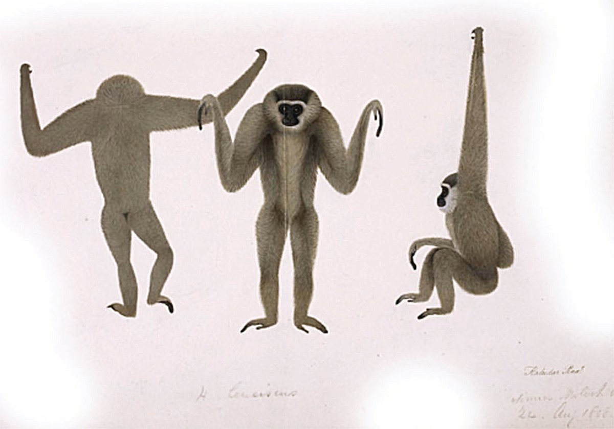 Moloch gibbon drawn for Francis Buchanan by Haludar