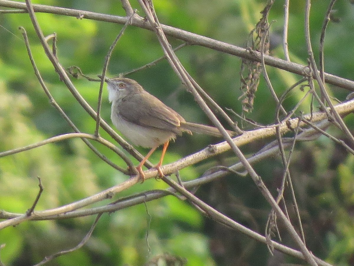 Plain Prinia