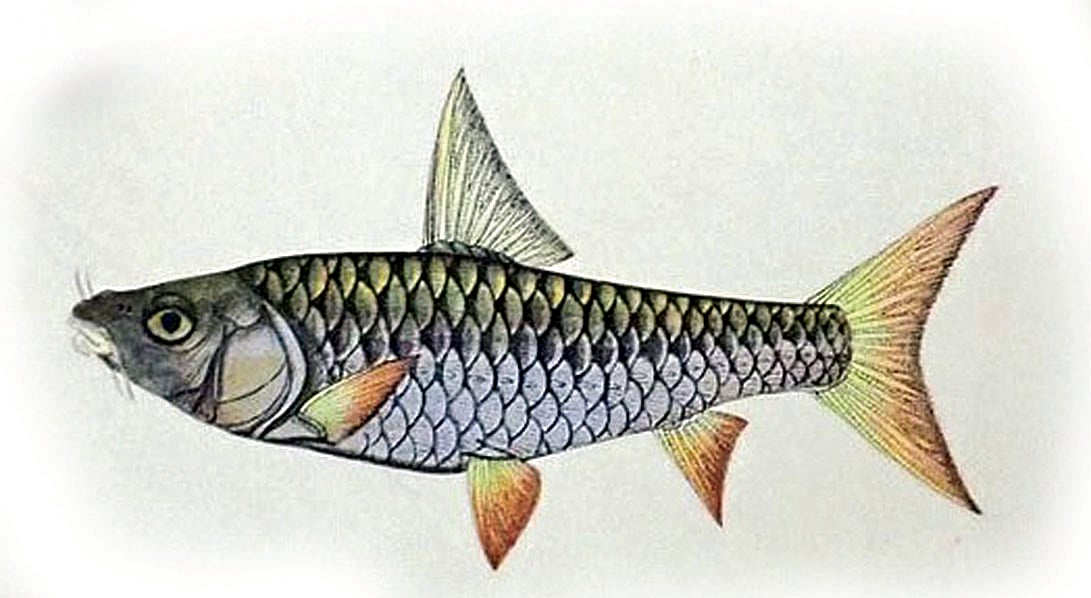 Illustration of Tortor by Haludar