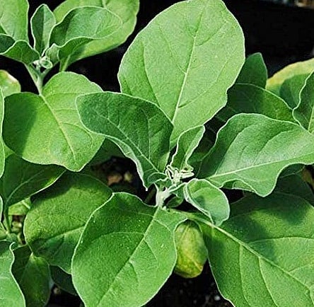 India, UK to conduct clinical trials on 'Ashwagandha' for Covid recovery