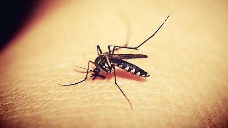 The disease is spread by bites from infected Aedes mosquitoes (photo: National Herald archives)