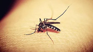 Pune: Doctor and teen daughter test positive for Zika virus infection
