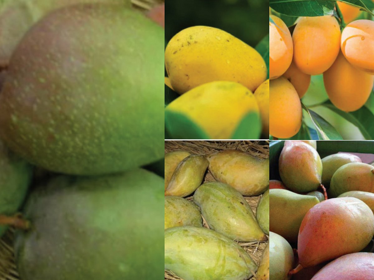 Is there an Indian mango or a UP mango and mangoes from the South?