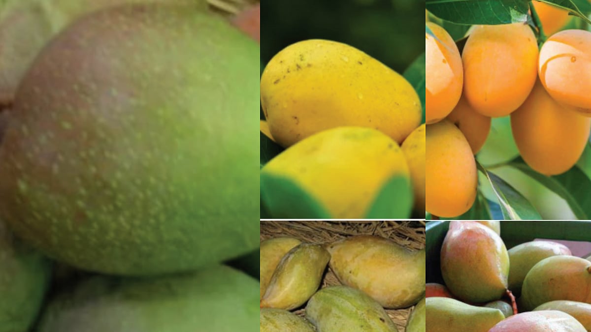 Is there an Indian mango or a UP mango and mangoes from the South?