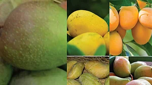 Is there an Indian mango or a UP mango and mangoes from the South?