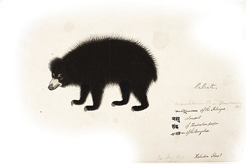 Sloth bear drawn for Francis Buchanan by Haludar, c. 1799-1806