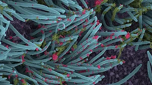 TN Serosurvey finds COVID antibodies in 66 per cent population